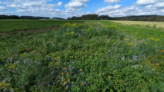 Blühstreifen