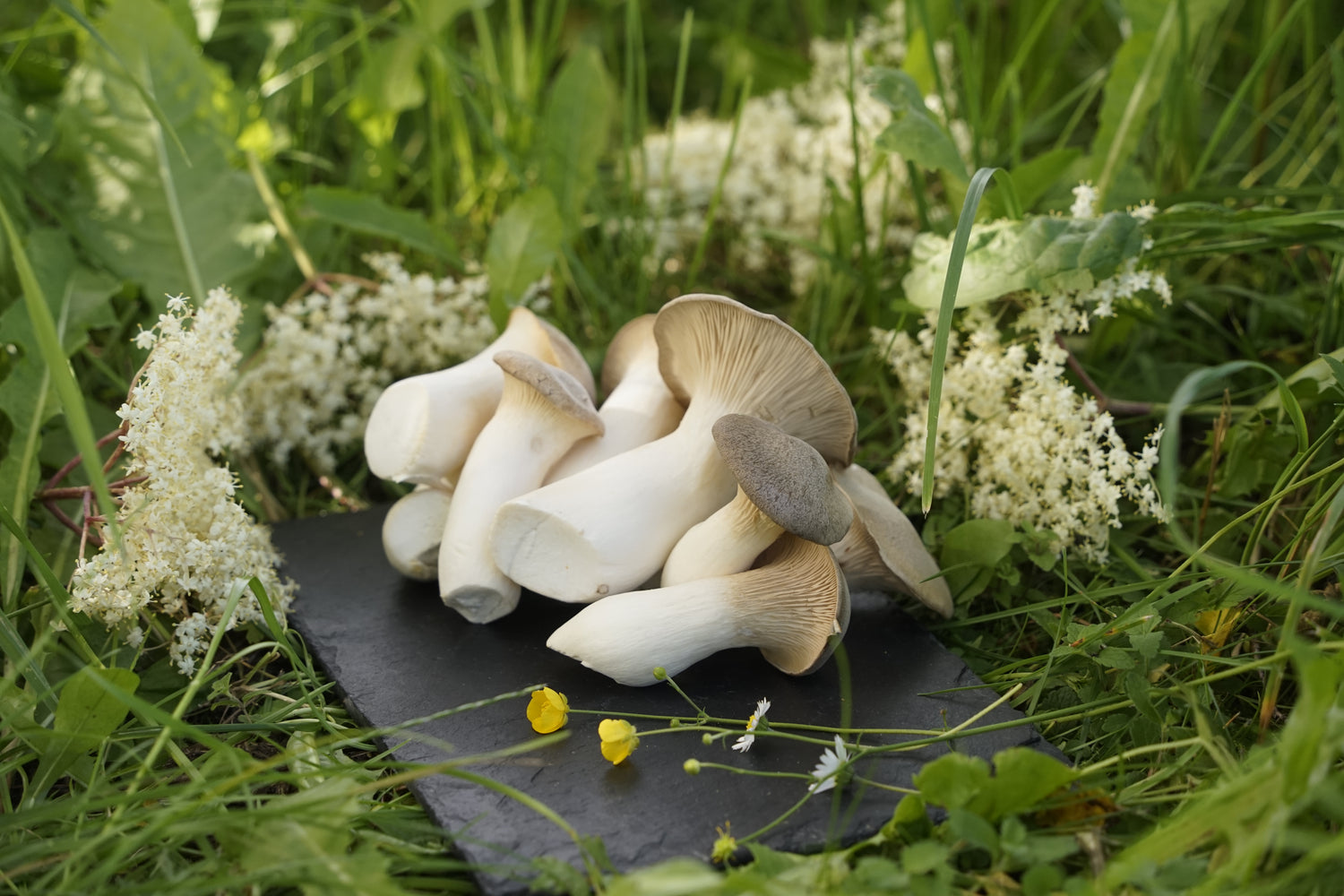 Produktfoto_Kräuterseitling