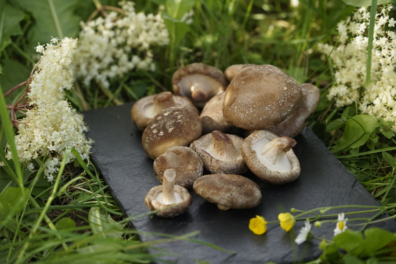 Produktfoto_Shiitake