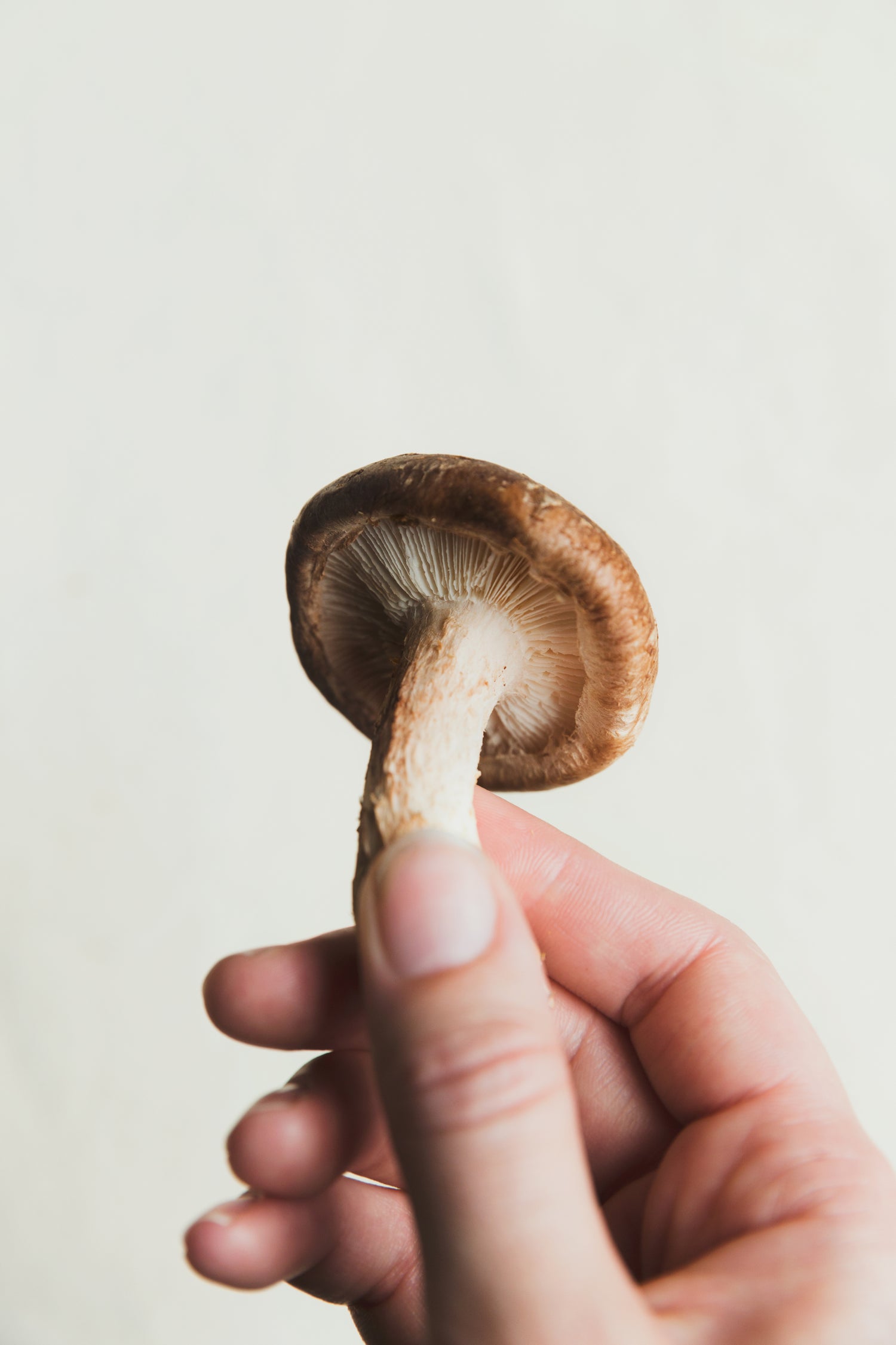 Pilz aus dem Sortiment